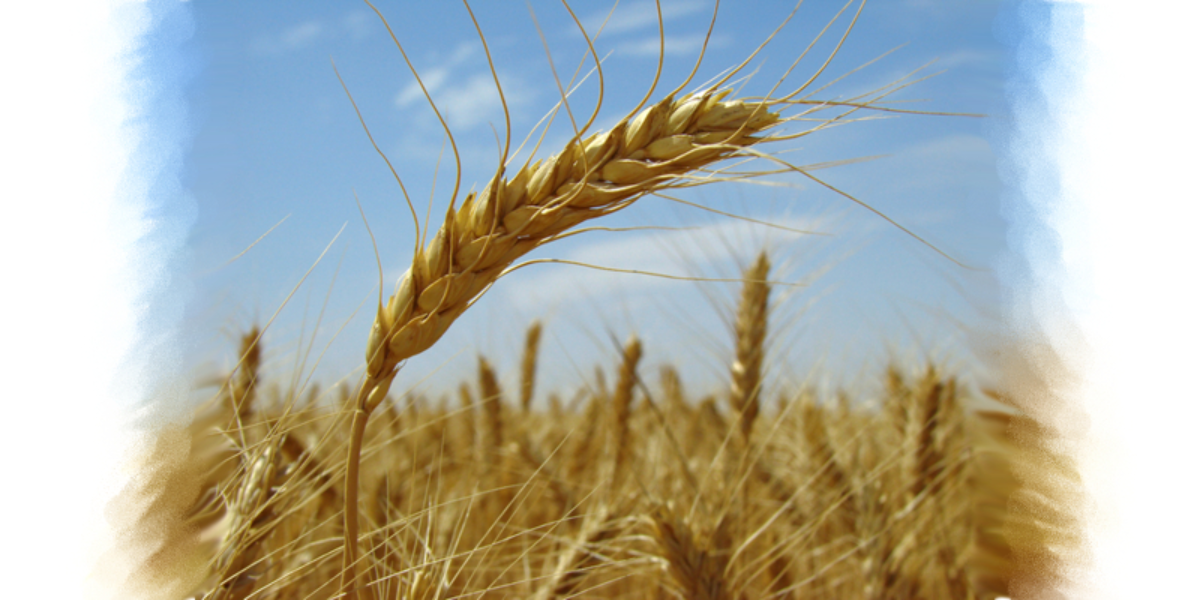 Zemědělské družstvo Újezd u Uničova