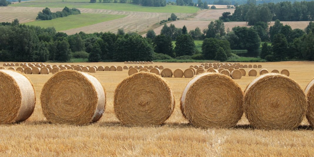 Zemědělské družstvo "Vysočina"