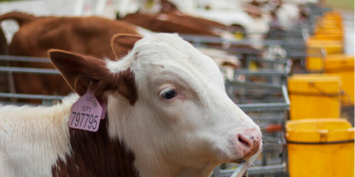 Zemědělské obchodní družstvo Ludmírov